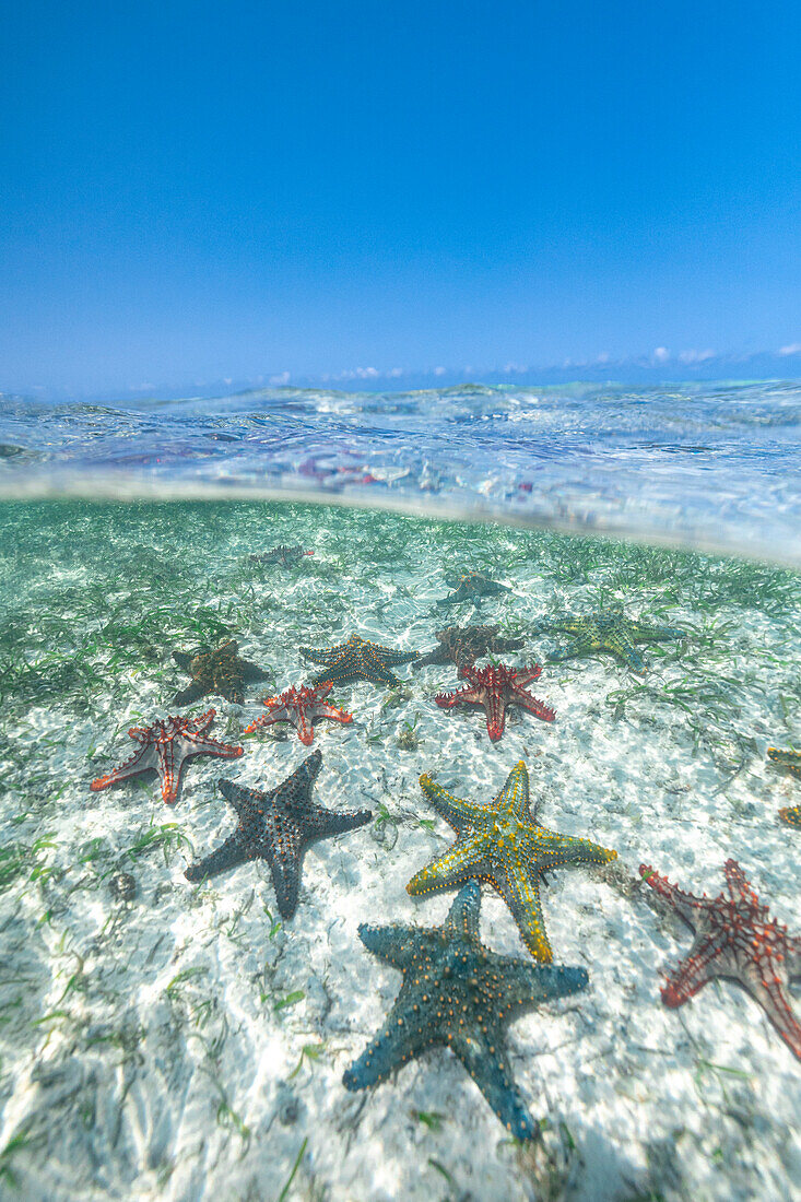 Exotische Seesterne unter den brechenden Wellen im transparenten Wasser des Indischen Ozeans, Sansibar, Tansania, Ostafrika, Afrika