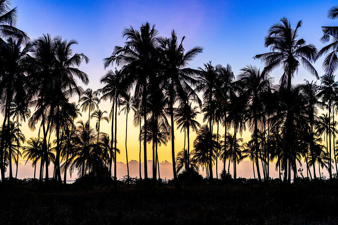 Tropischer Sonnenaufgang über Silhouetten von Palmen, Sansibar, Tansania, Ostafrika, Afrika