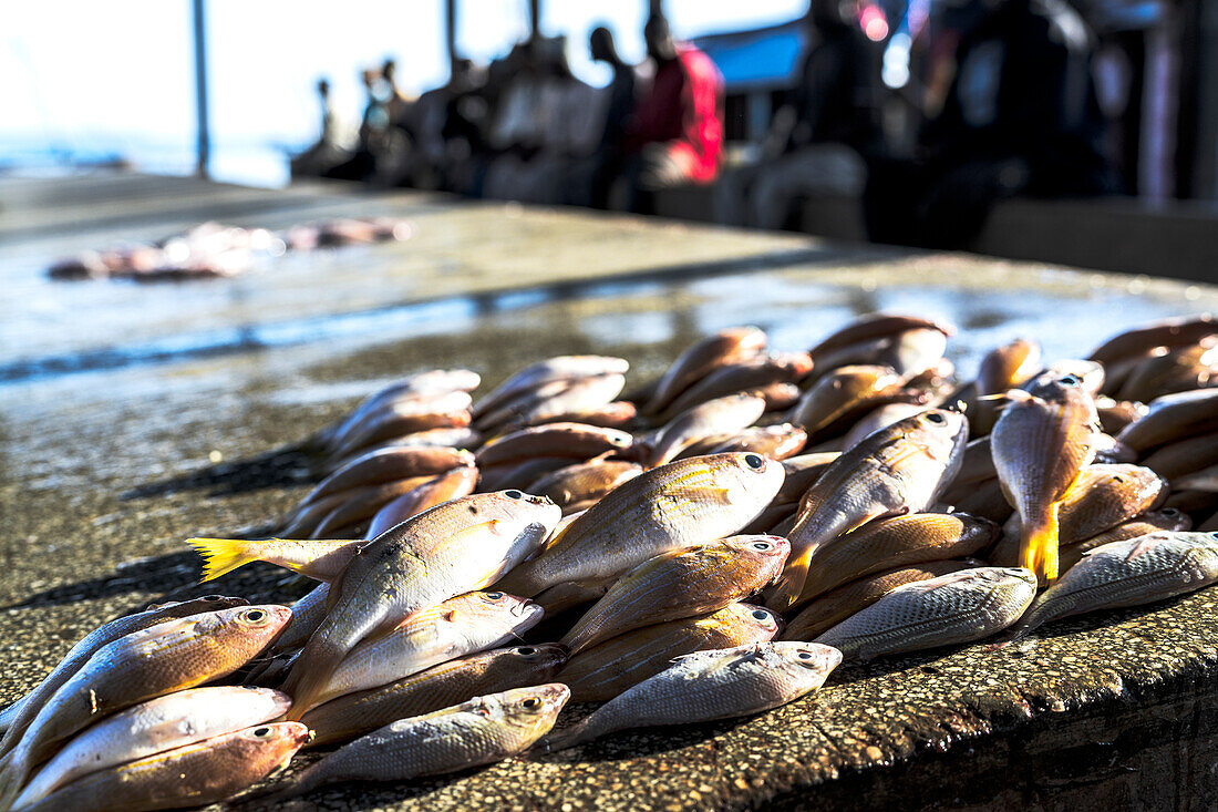 Fresh fish for sale, Mkokotoni, Zanzibar, Tanzania, East Africa, Africa