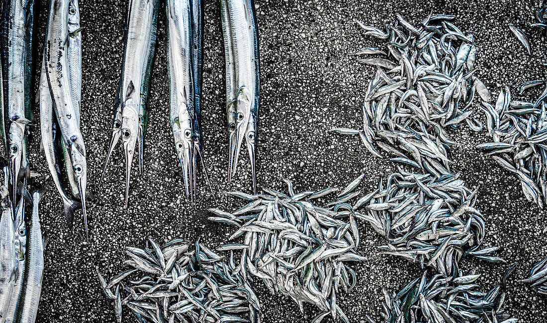 Fish market, Mkokotoni, Zanzibar, Tanzania, East Africa, Africa