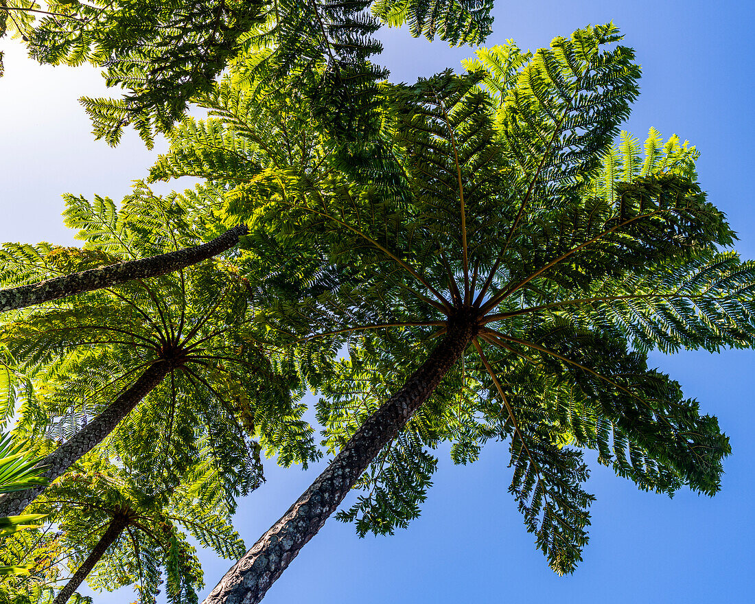 Fern tree, Botanical garden, Norfolk Island, Australia, Pacific
