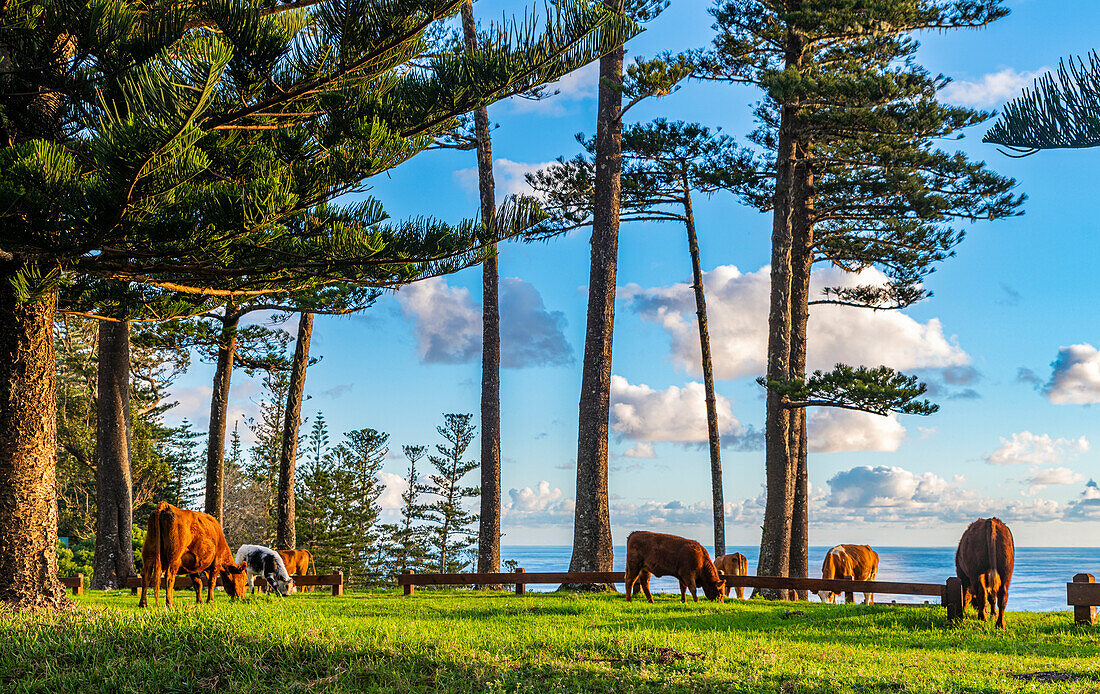 Cows grazing, Norfolk Island, Australia, Pacific