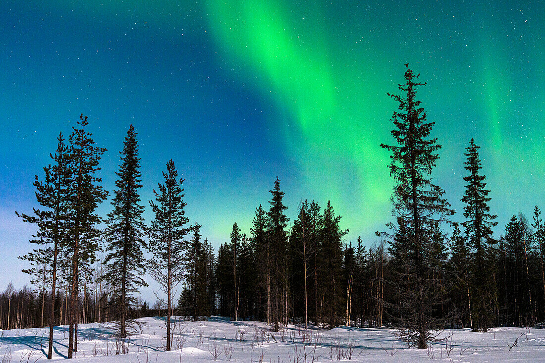 Verschneiter Wald unter dem malerischen Himmel mit Aurora Borealis (Nordlicht) in der kalten Winternacht, Levi, Kittila, Lappland, Finnland, Europa