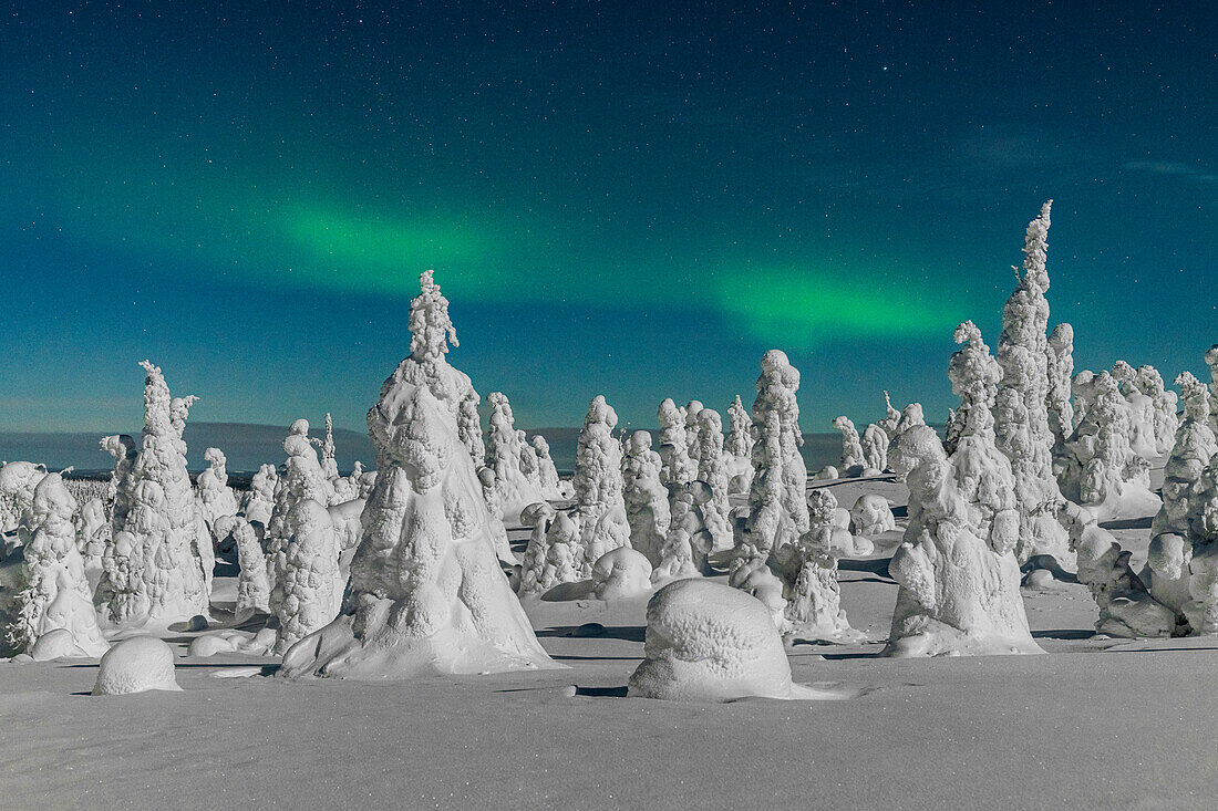 Gefrorene Bäume des arktischen Waldes beleuchtet vom grünen Licht der Aurora borealis (Nordlicht), Riisitunturi Nationalpark, Posio, Lappland, Finnland, Europa