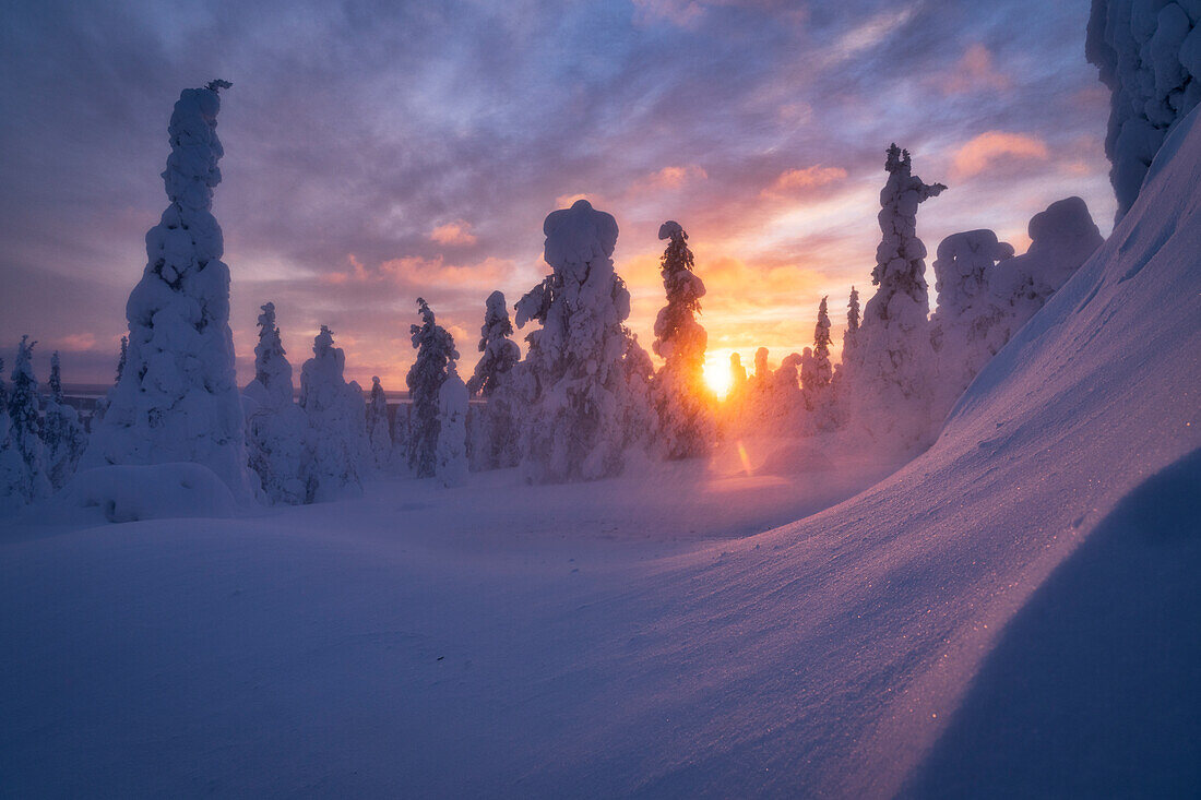 Himmel bei Sonnenuntergang über gefrorenen, schneebedeckten Fichten, Riisitunturi-Nationalpark, Posio, Lappland, Finnland, Europa
