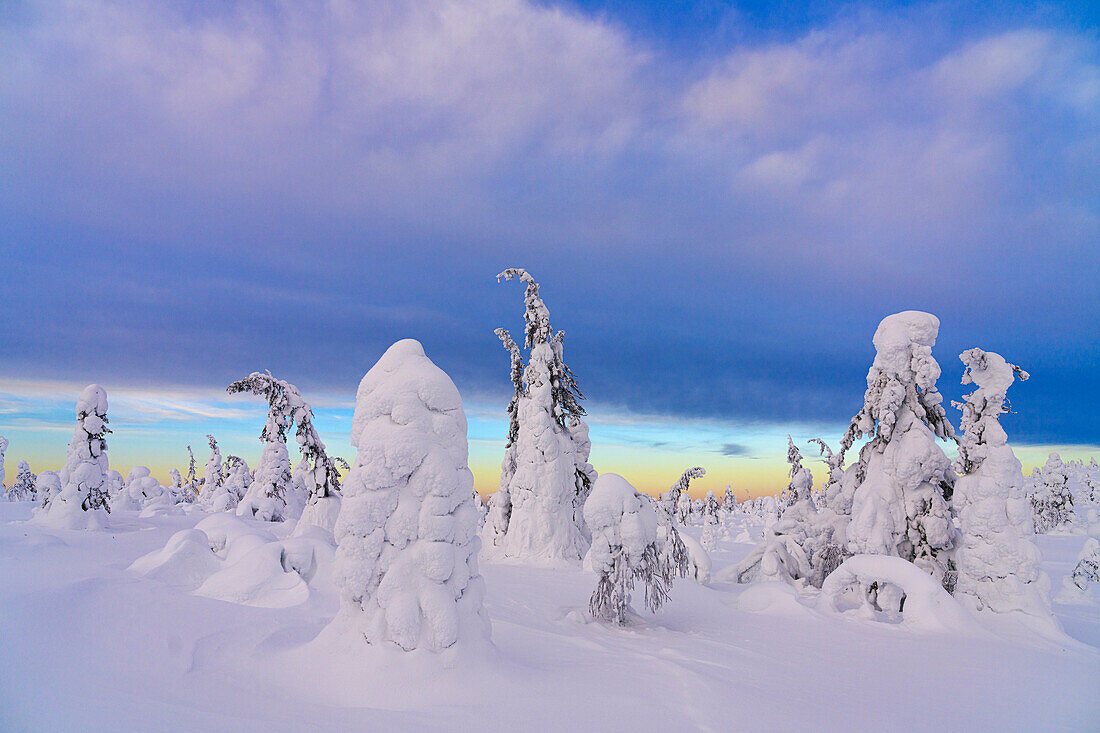Winterliche Abenddämmerung über dem verschneiten Wald, Riisitunturi-Nationalpark, Posio, Lappland, Finnland, Europa