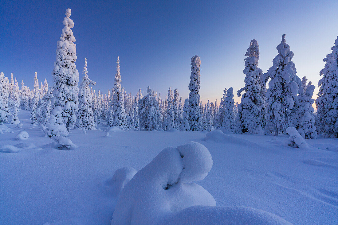 Gefrorene, schneebedeckte Fichten während der blauen Stunde, Riisitunturi-Nationalpark, Posio, Lappland, Finnland, Europa
