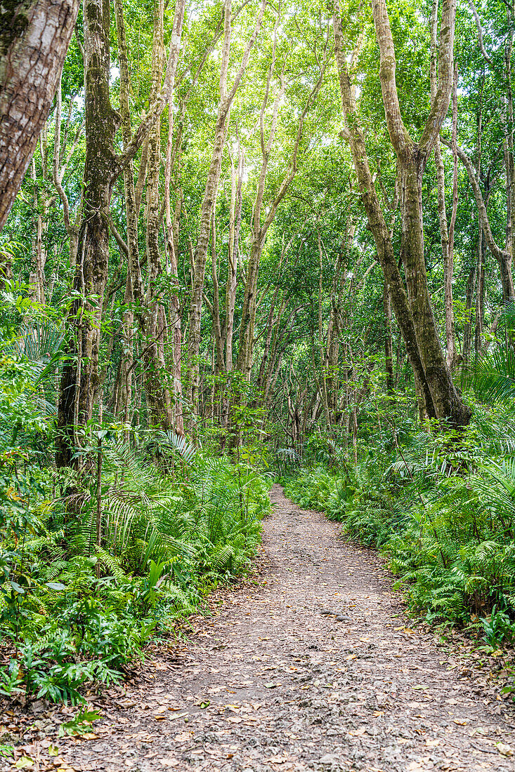 Leerer Fußweg zwischen Mangrovenbäumen und Farn, Jozani Forest National Park, Sansibar, Tansania, Ostafrika, Afrika
