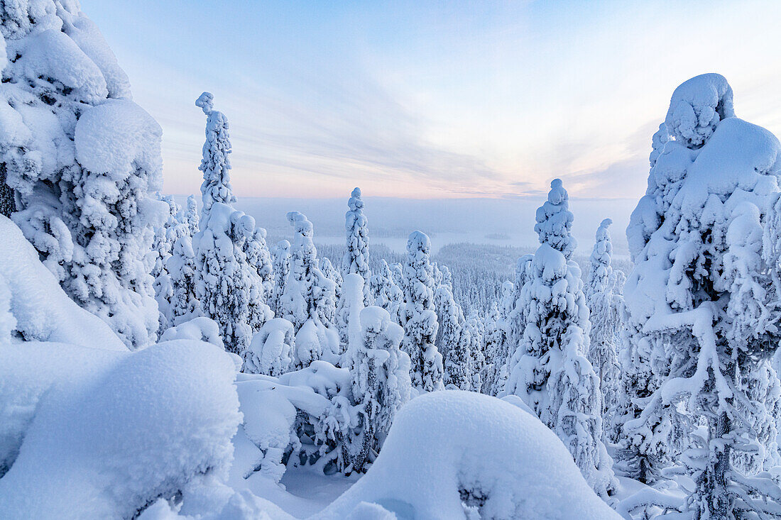 Gefrorener verschneiter Wald im Winter, Oulanka-Nationalpark, Ruka Kuusamo, Lappland, Finnland, Europa