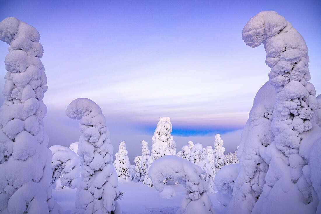 Gefrorene Bäume in Schnee gehüllt, Oulanka-Nationalpark, Ruka Kuusamo, Lappland, Finnland, Europa