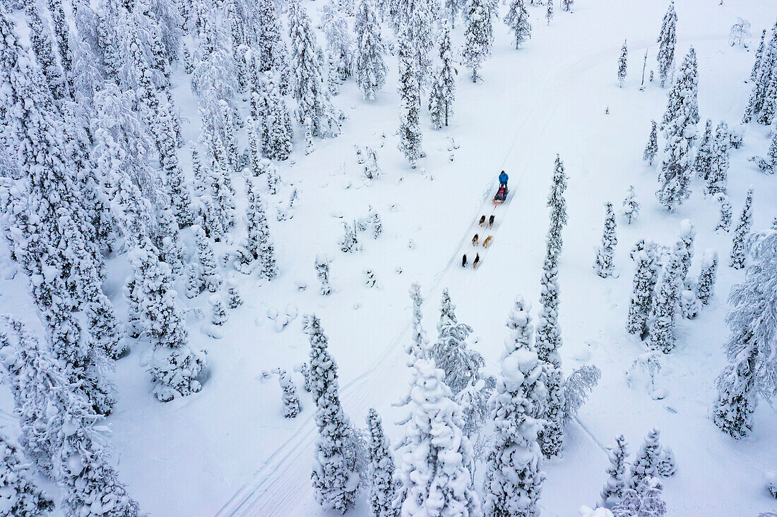 Luftaufnahme von Touristen beim Hundeschlittenfahren im verschneiten Wald, Lappland, Finnland, Europa