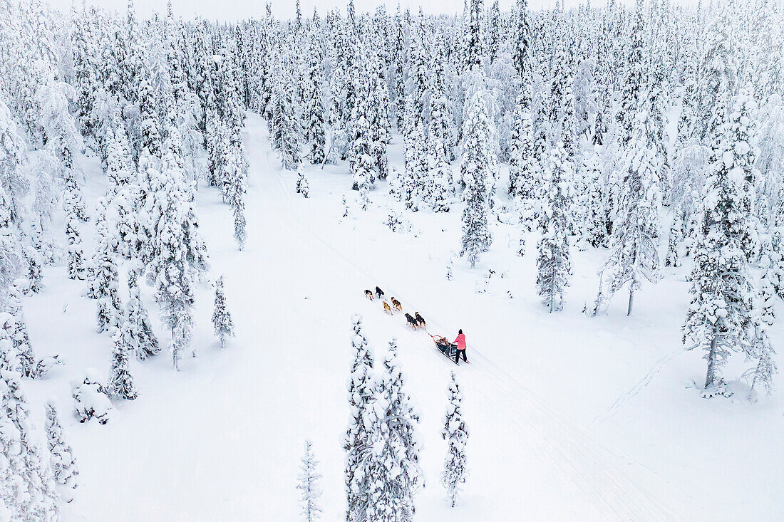 Blick aus der Vogelperspektive auf einen Hundeschlitten in einem verschneiten Wald, Lappland, Finnland, Europa