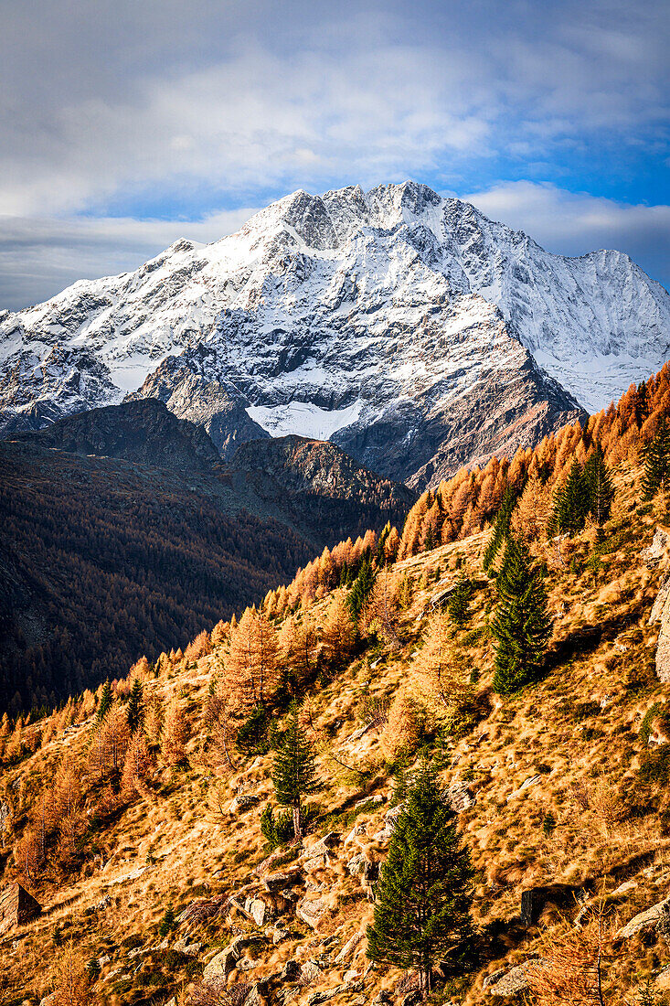 Herbstbäume auf einem Bergkamm mit dem verschneiten Monte Disgrazia im Hintergrund, Valmalenco, Valtellina, Lombardei, Italien, Europa