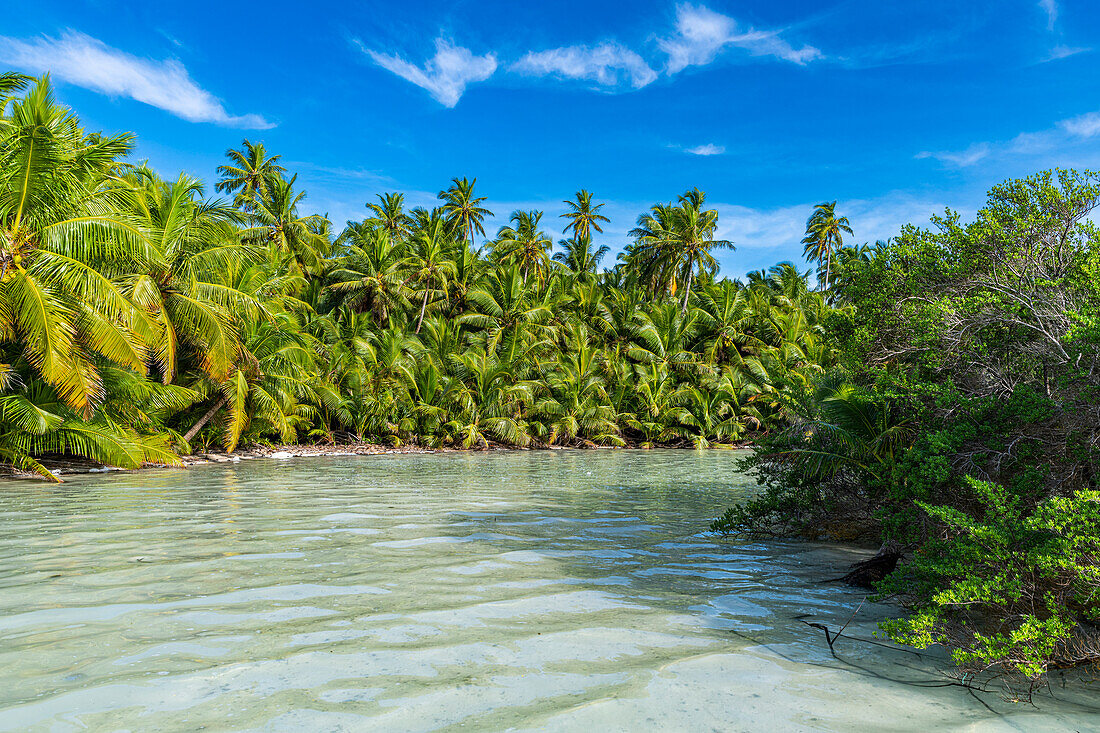 Palm tree grove right at the lagoon, Cocos (Keeling) Islands, Australian Indian Ocean Territory, Australia, Indian Ocean