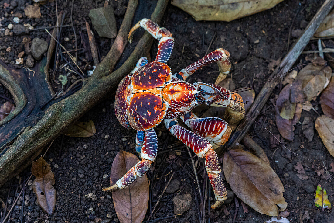 Blaue Krabbe, Weihnachtsinsel, Australien, Indischer Ozean