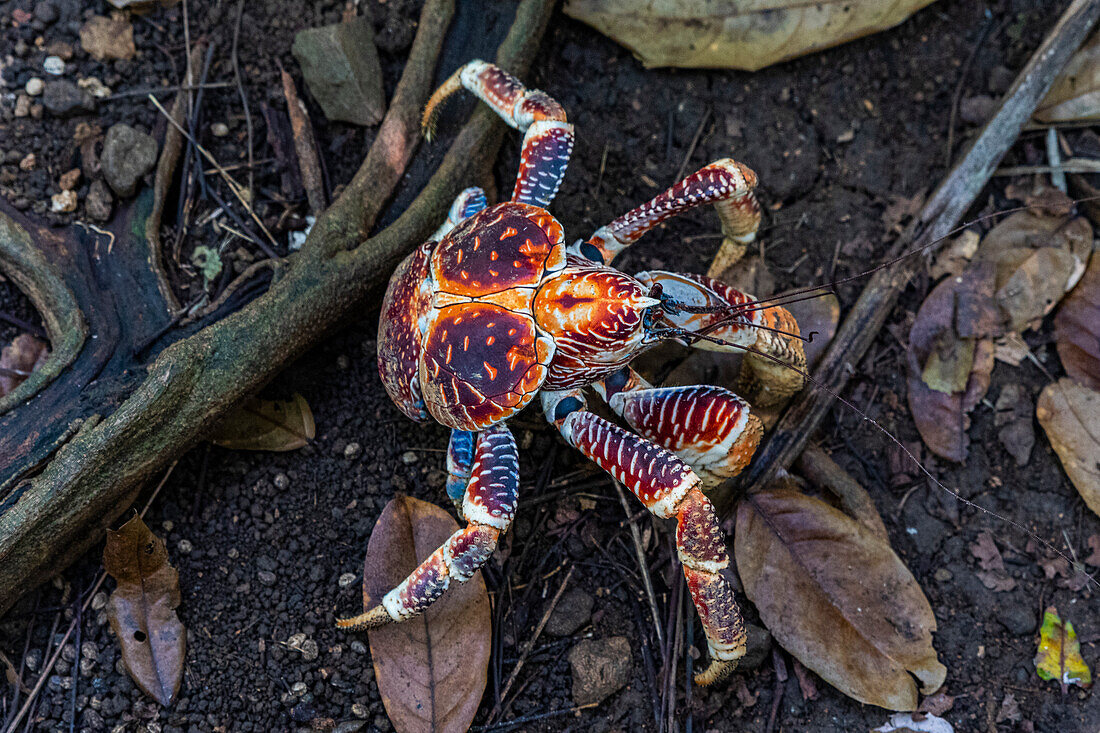 Blue crab, Christmas Island, Australia, Indian Ocean