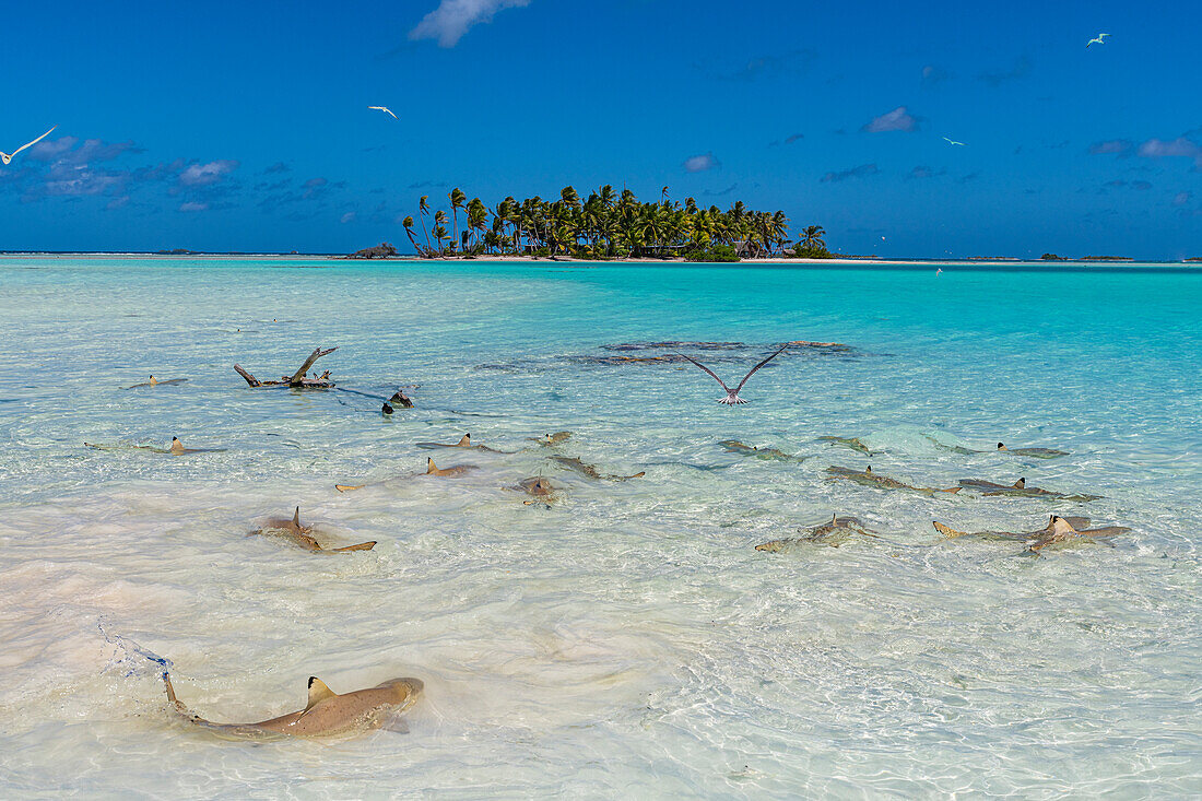 Schwarzspitzen-Riffhaie in der Blauen Lagune, Rangiroa-Atoll, Tuamotus, Französisch-Polynesien, Südpazifik, Pazifik