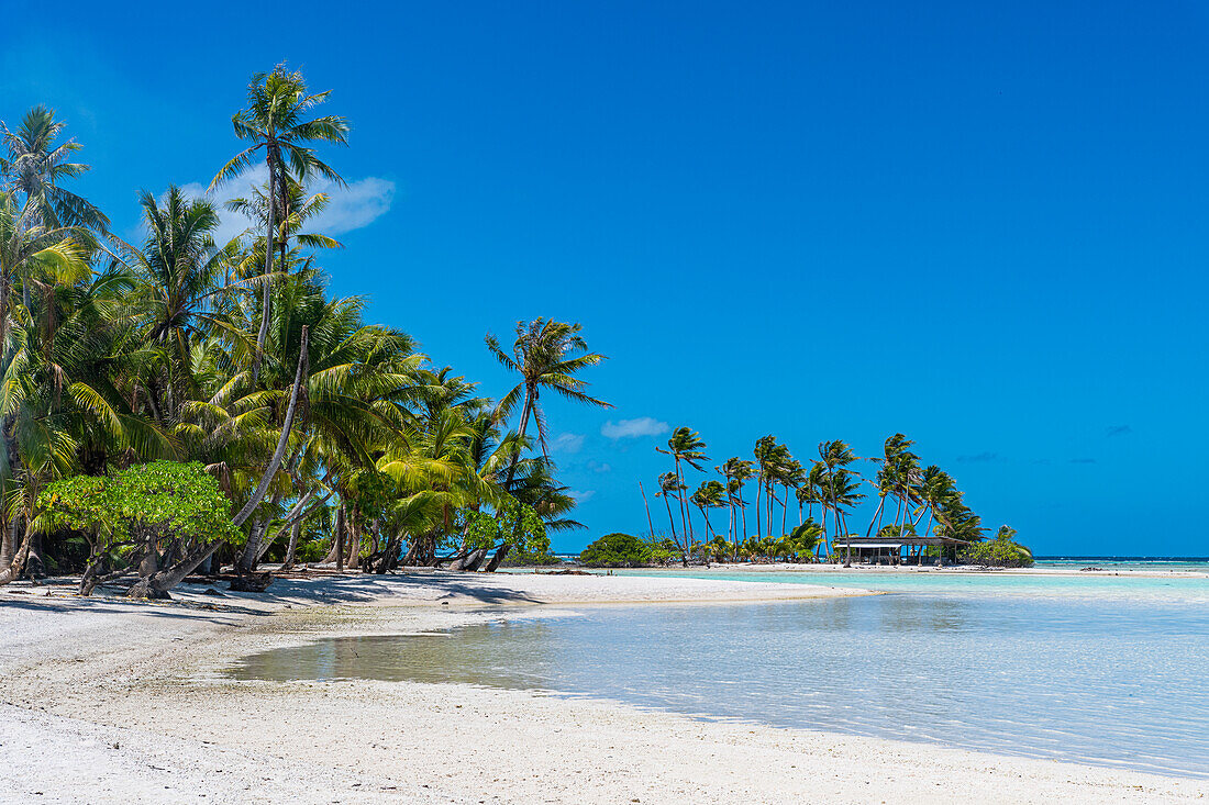 Palmengesäumtes Motu in der Blauen Lagune, Rangiroa-Atoll, Tuamotus, Französisch-Polynesien, Südpazifik, Pazifik