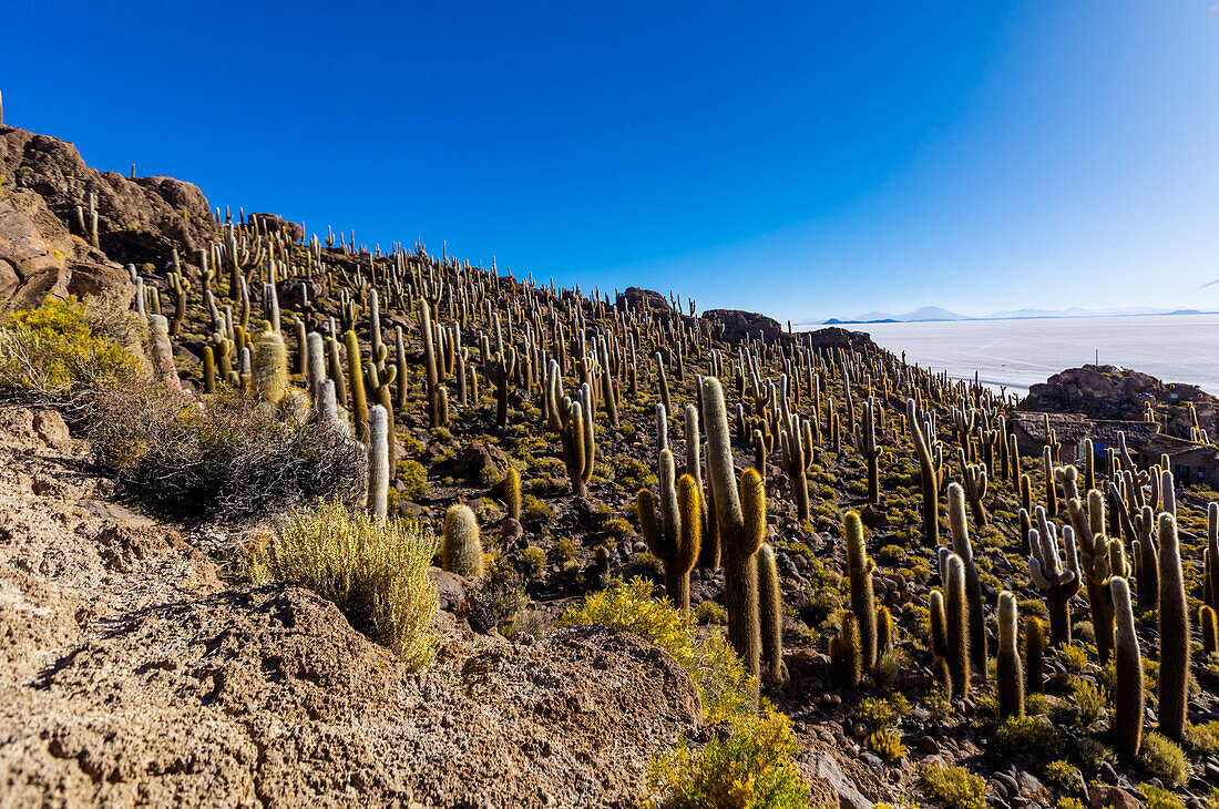 Cacti of the Uyuni Salt Flats, Bolivia, South America