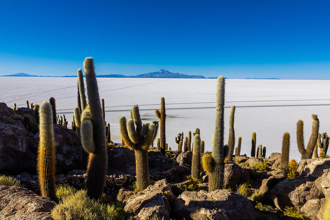 Cacti of the Uyuni Salt Flats, Bolivia, South America