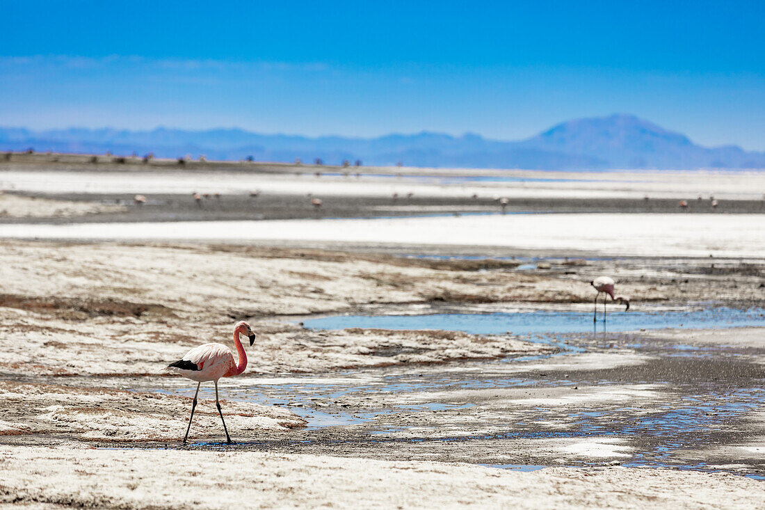 Flamingos in Uyuni Salt Flats, Bolivia, South America