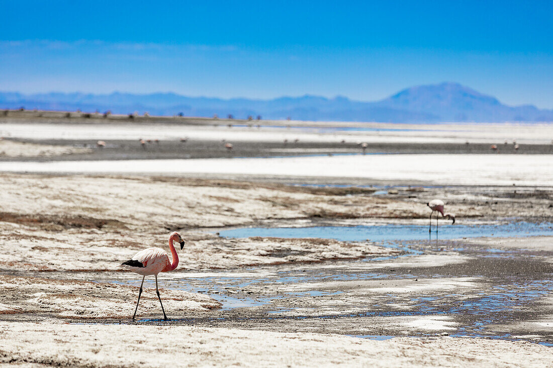 Flamingos in den Uyuni-Salzwiesen, Bolivien, Südamerika