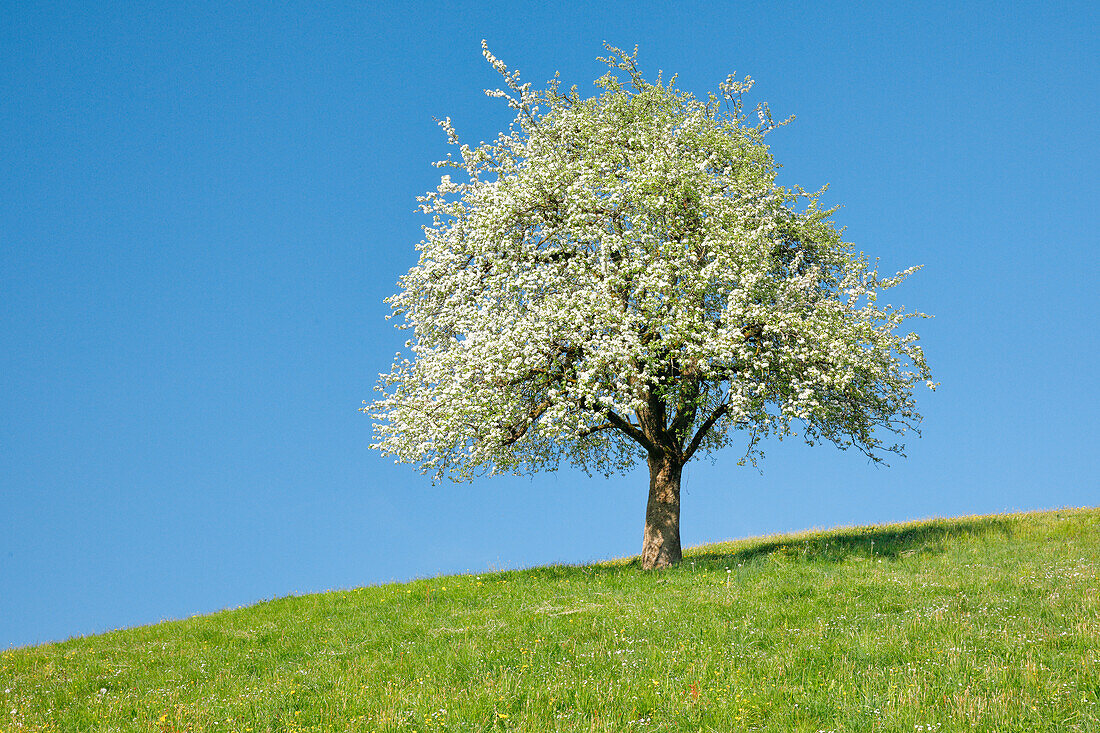 Single pear tree standing in flowering meadow, springtime on a bright sunny day, near Zurich, Switzerland, Europe
