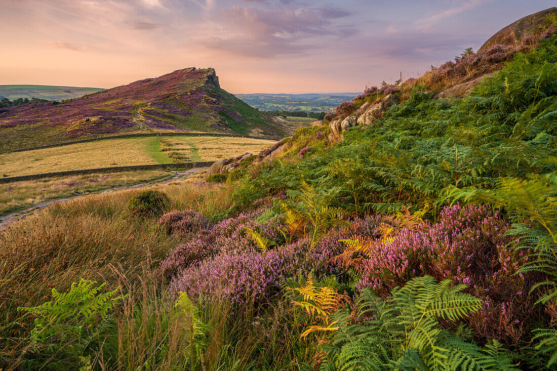 Hen Cloud with covering of heather, The Peak District, Staffordshire, England, United Kingdom, Europe