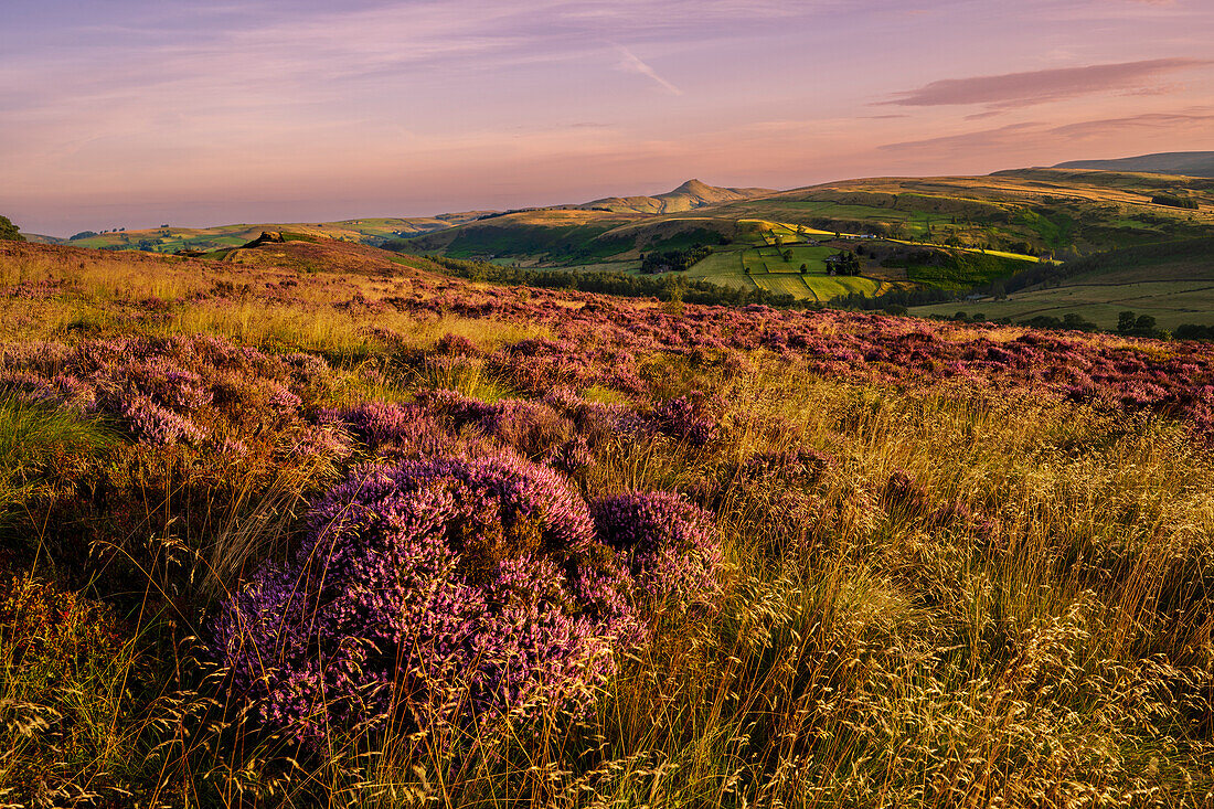 Sommerliche Aussicht auf Shutlinsloe mit Heidekraut, Wildboarclough, Cheshire, England, Vereinigtes Königreich, Europa