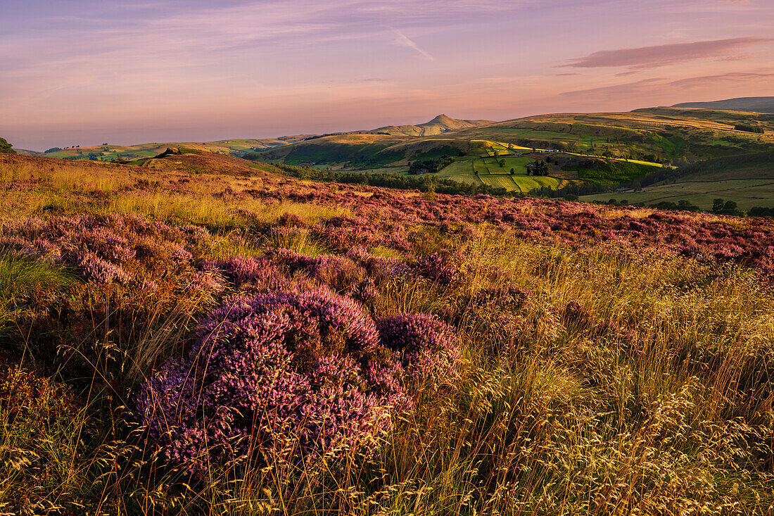 The summer view of Shutlinsloe with heather, Wildboarclough, Cheshire, England, United Kingdom, Europe