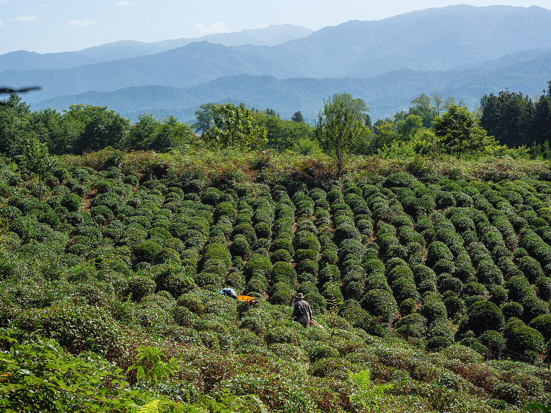 Anaseuli tea plantations near Ozurgeti, Guria, Georgia (Sakartvelo), Central Asia, Asia