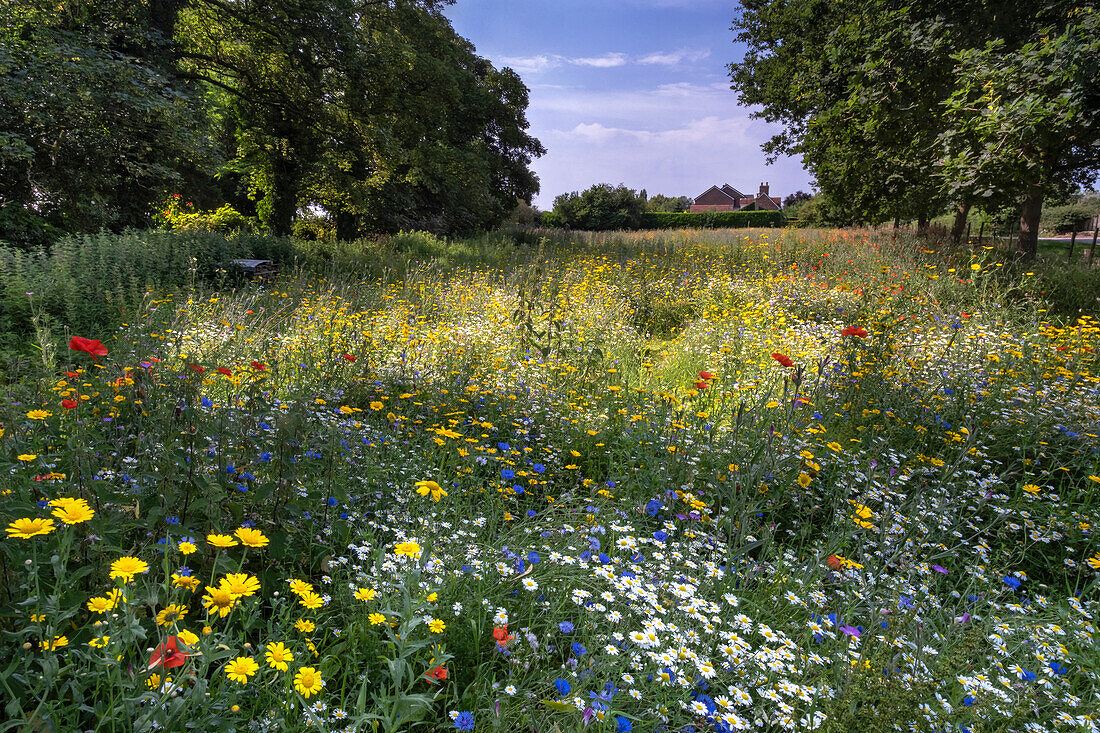 Eine schöne Wildblumenwiese im Sommer, nahe Tarvin, Cheshire, England, Vereinigtes Königreich, Europa