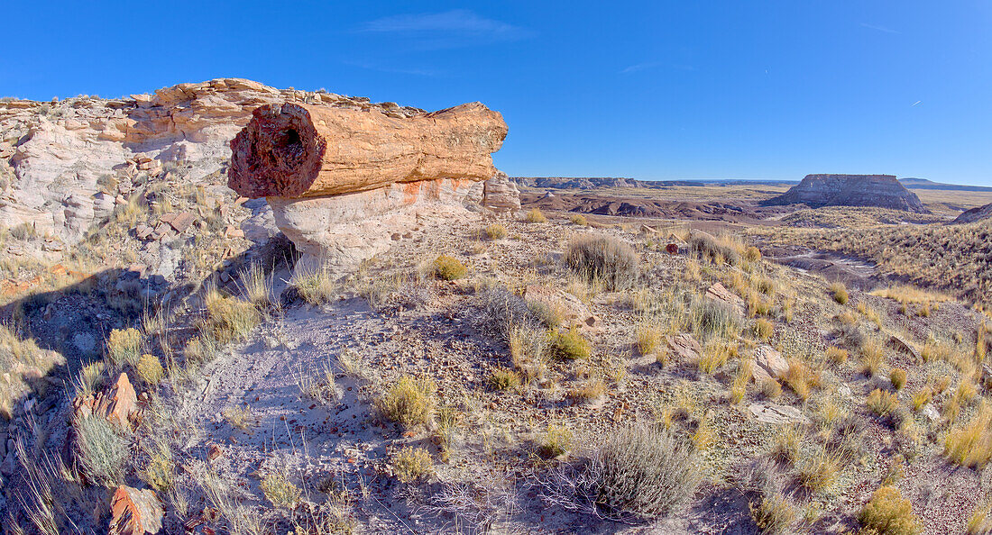 Ein riesiger versteinerter Baumstamm balanciert auf einem Sandsteinsockel entlang des Red Basin Trail, Petrified Forest National Park, Arizona, Vereinigte Staaten von Amerika, Nordamerika
