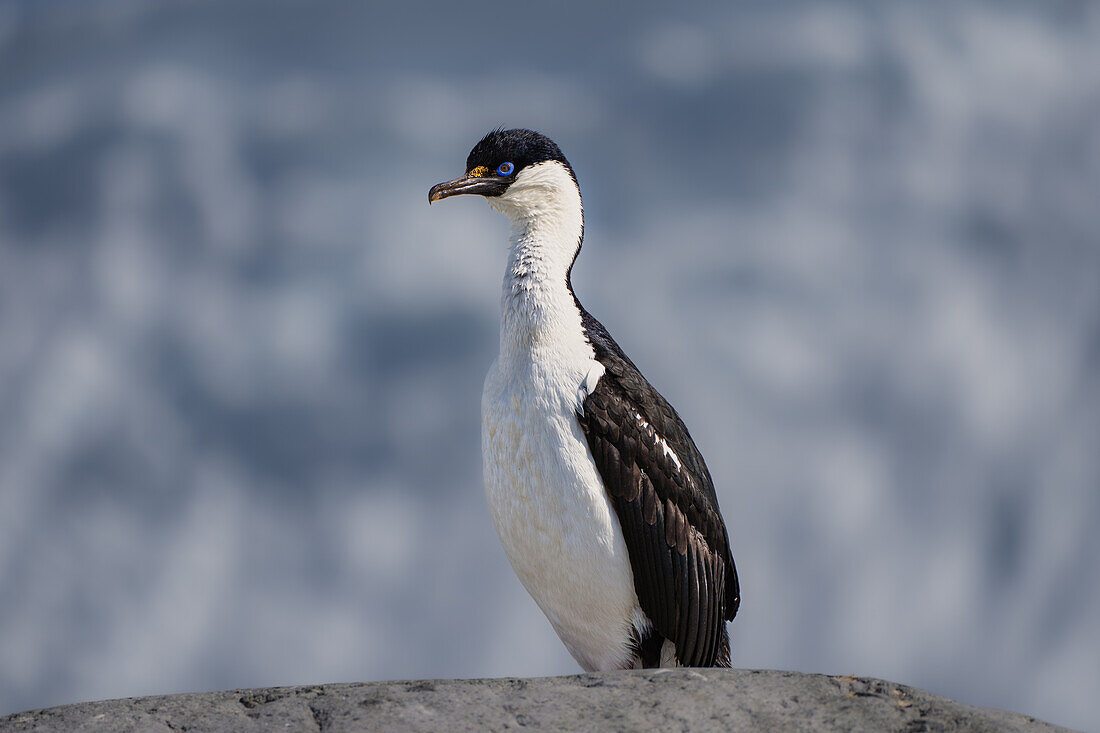 An Antarctic blue-eyed shag (Leucocarbo bransfieldensis), sits atop a rock in the Antarctic peninsula, Antarctica, Polar Regions