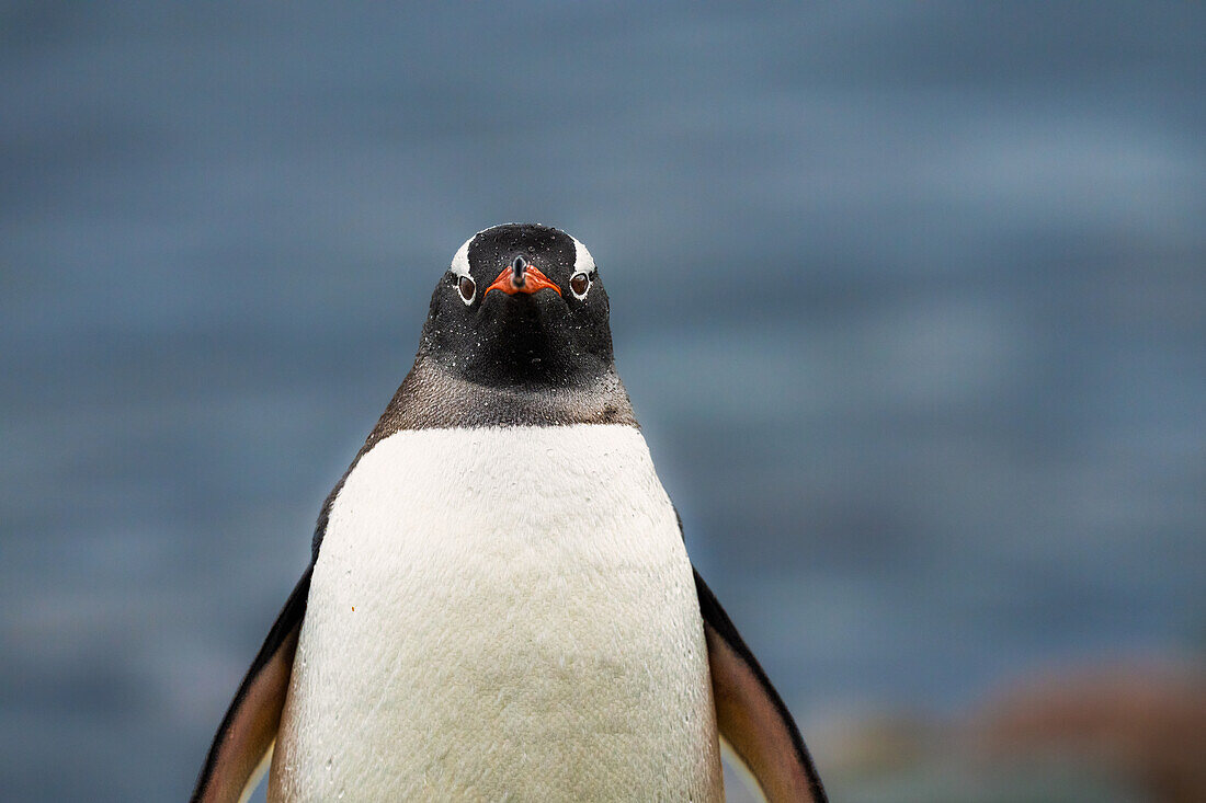 Ein Porträt eines Eselspinguins (Pygoscelis Papua) auf der Antarktischen Halbinsel, Antarktis, Polargebiete