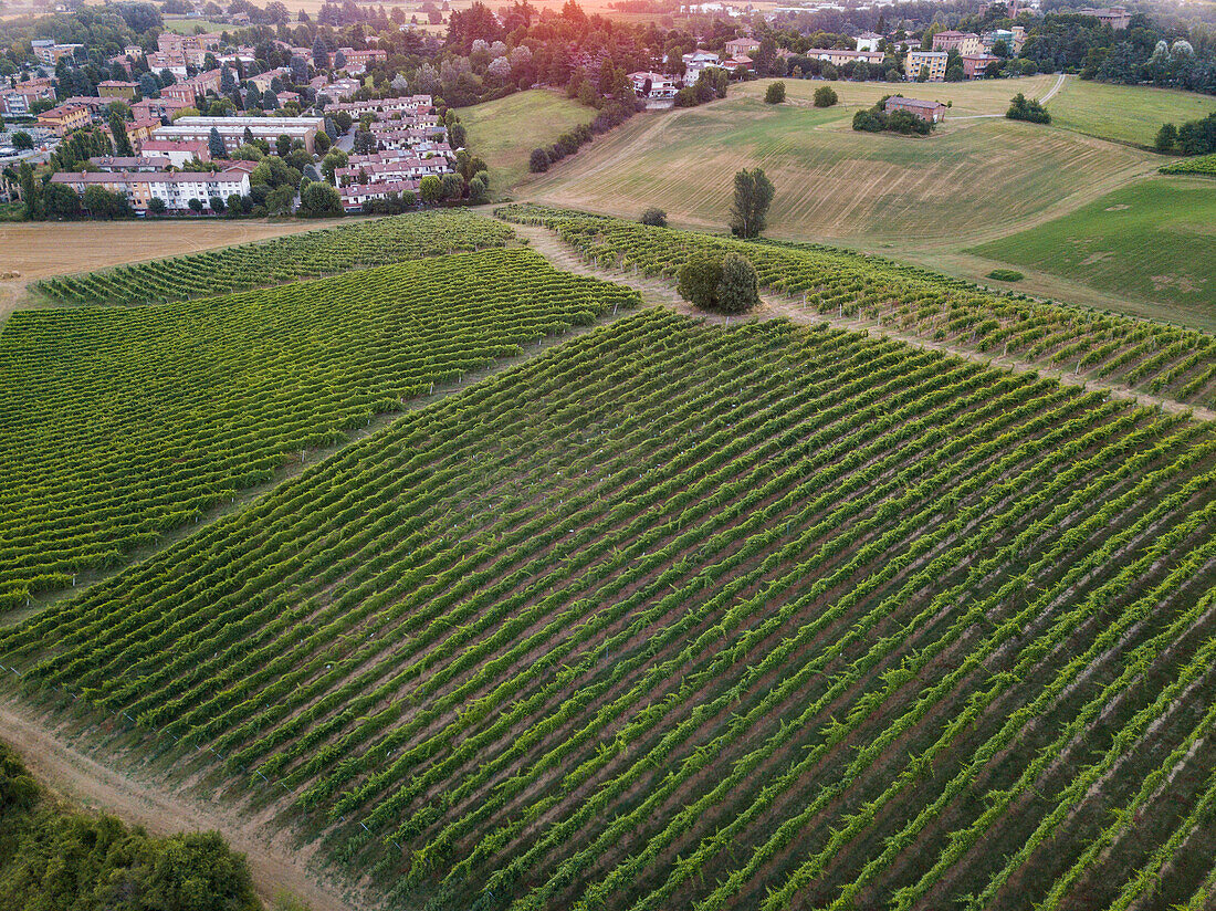 Luftaufnahme von italienischen Weinbergen bei Sonnenaufgang, Valsamoggia, Emilia-Romagna, Italien, Europa