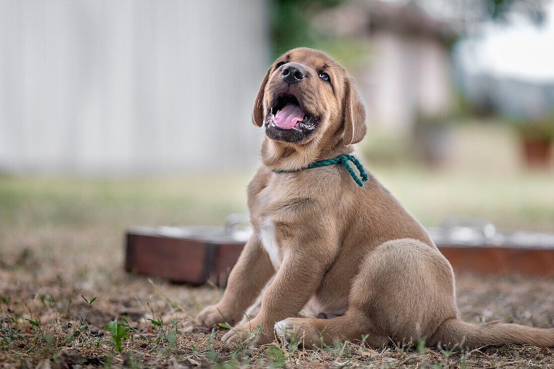 Broholmer dog breed puppy with a green collar sits on the grass, Italy, Europe