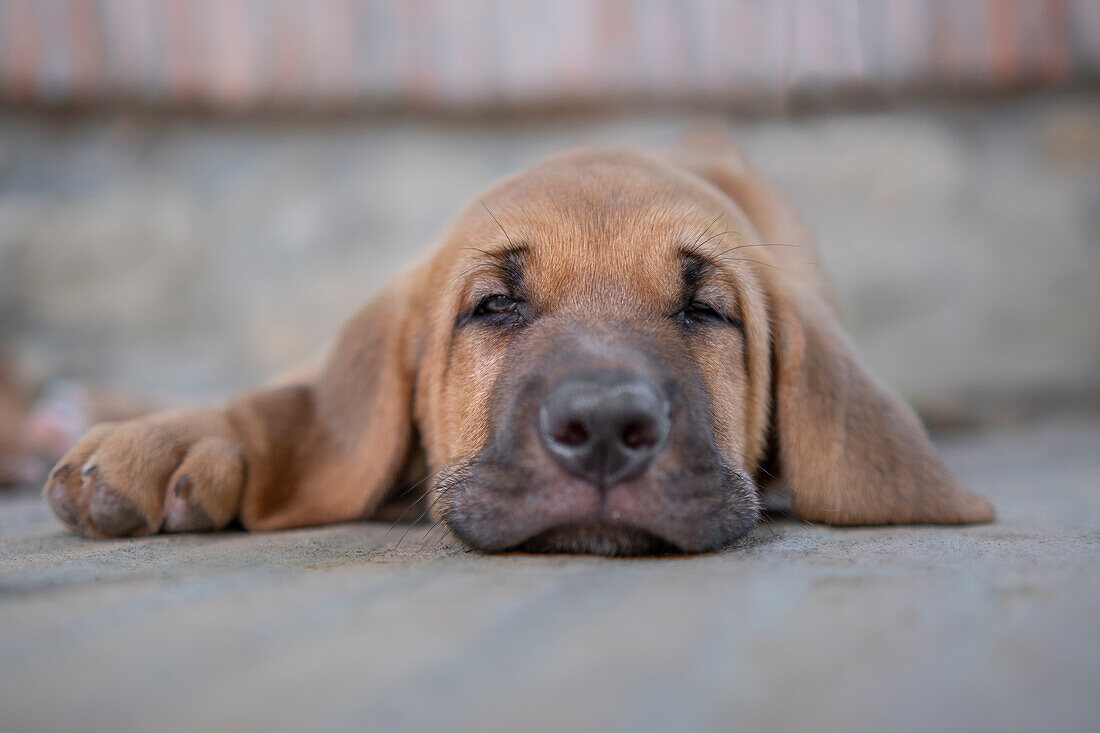 Schläfriger Broholmer Hundewelpe liegt auf dem Boden, Italien, Europa
