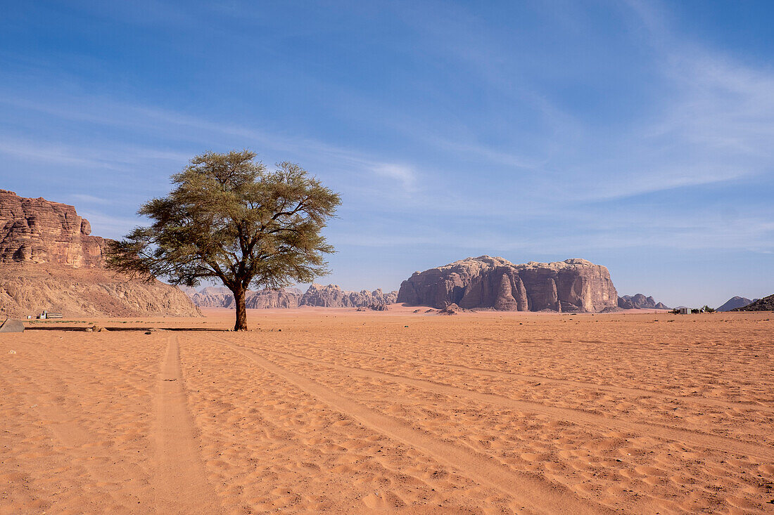 Ein Akazienbaum an der Lawrence-Quelle in der Wüste Wadi Rum, UNESCO-Welterbe, Jordanien, Naher Osten