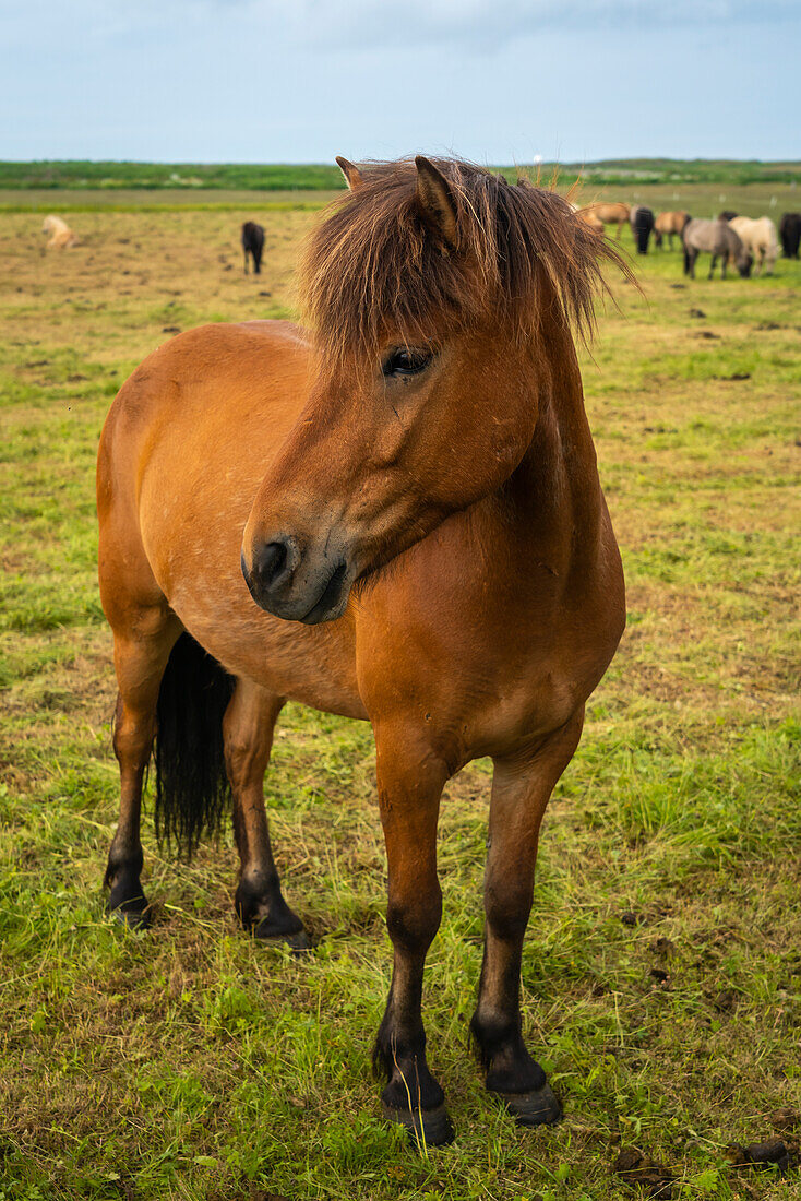 Close-up of Icelandic horse near Keflavik, Reykjanesbaer, Reykjanes Peninsula, Iceland, Polar Regions