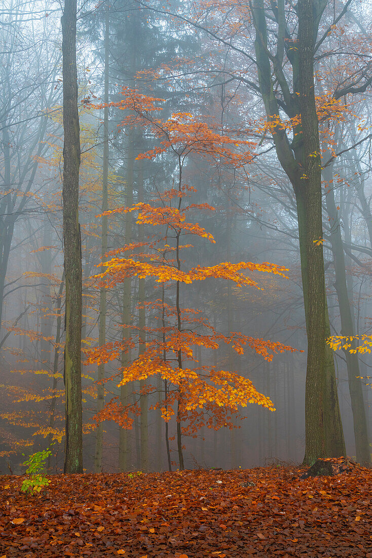 Orange beech tree in autumn, Hruba Skala, Semily District, Liberec Region, Bohemian, Czech Republic (Czechia), Europe