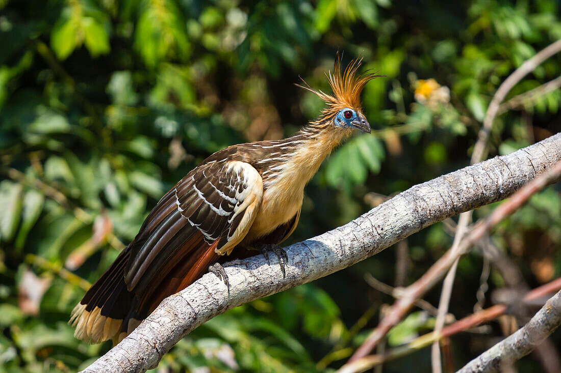 Hoatzin (Opisthocomus hoazin), Lake Sandoval, Tambopata National Reserve, Puerto Maldonado, Madre de Dios, Peru, South America