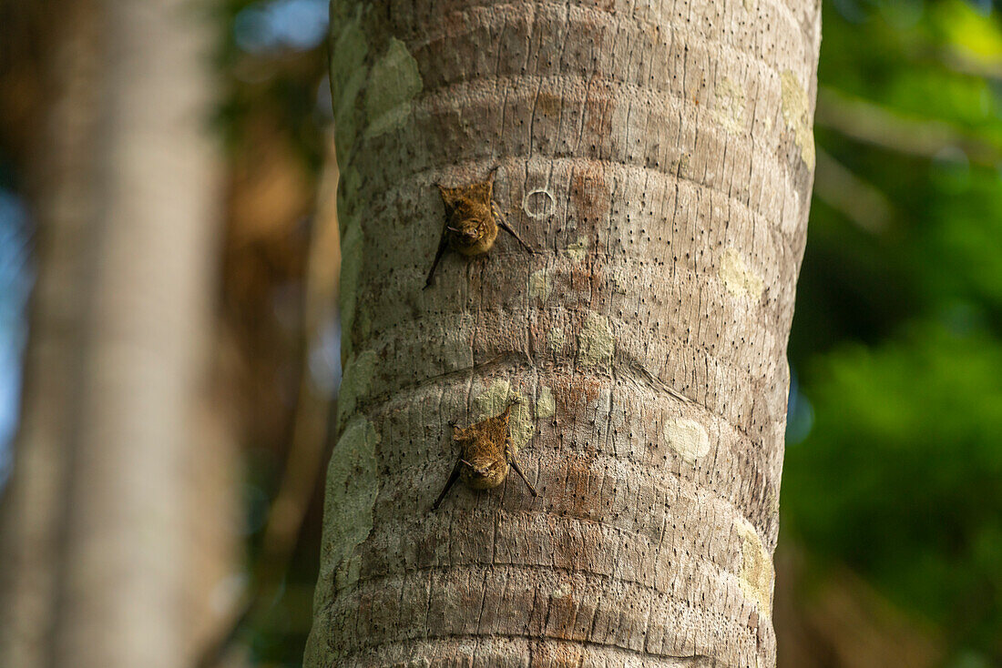 Proboscis bats (Rhynchonycteris Naso) on a tree, Lake Sandoval, Tambopata, Puerto Maldonado, Madre de Dios, Peru, South America