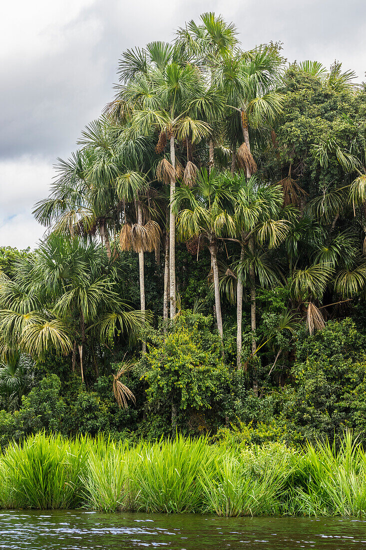 Aguaje-Palmen am Sandoval-See, Tambopata-Nationalreservat, Puerto Maldonado, Madre de Dios, Peru, Südamerika