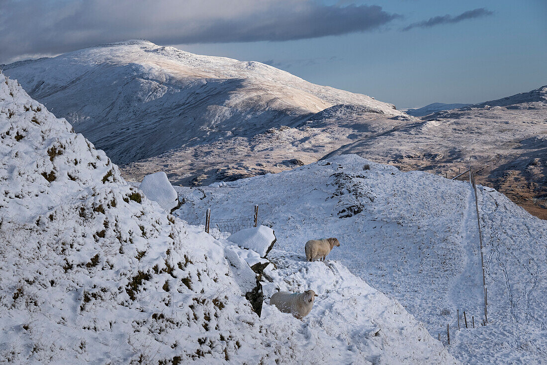 Walisische Bergschafe vor dem Hintergrund von Moel Siabod und der Moelwynion-Bergkette im Winter, Snowdonia-Nationalpark, Eryri, Nordwales, Vereinigtes Königreich, Europa