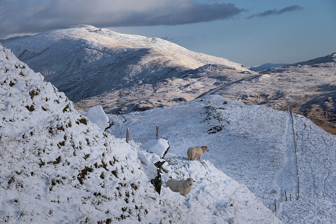Welsh Mountain Sheep backed by Moel Siabod and the Moelwynion mountain range in winter, Snowdonia National Park, Eryri, North Wales, United Kingdom, Europe