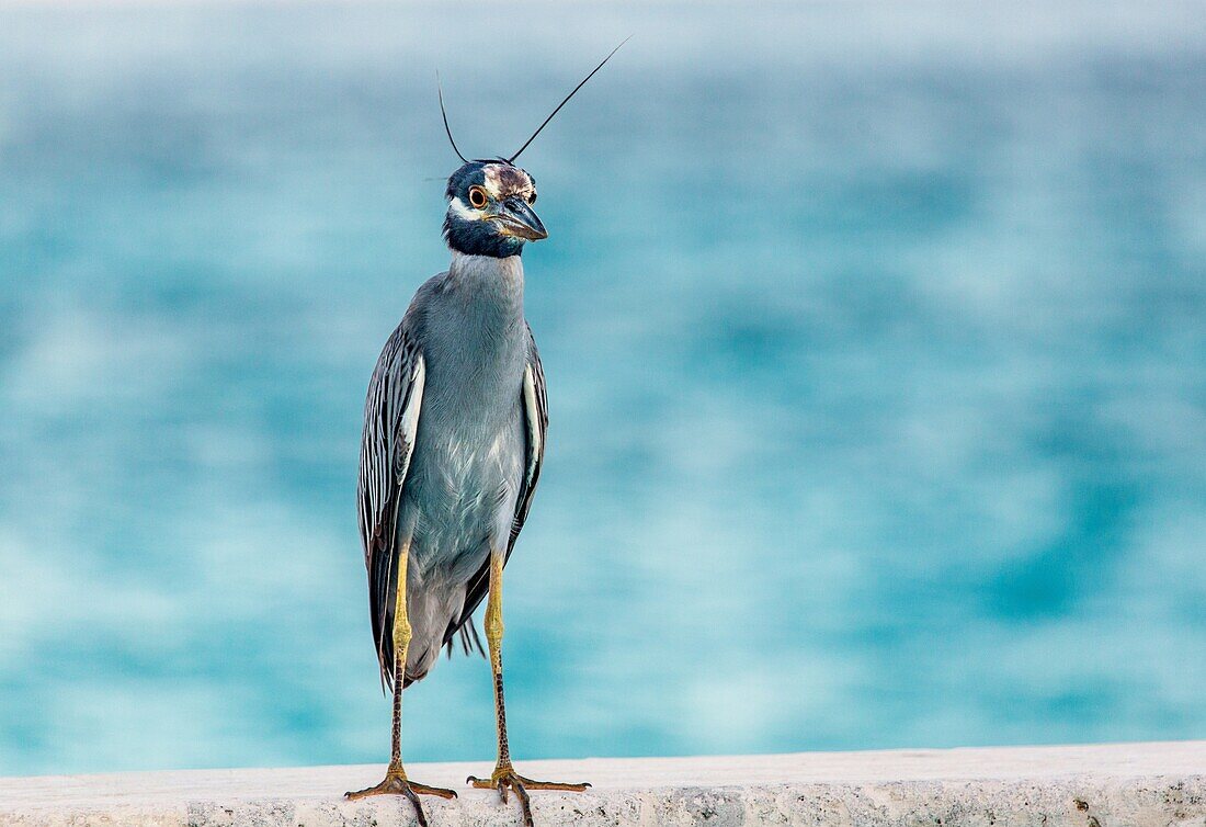 Yellow Crowned Night Heron, Smiths, Bermuda, North Atlantic