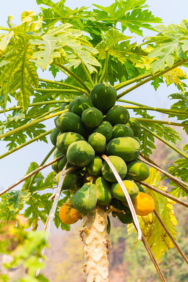 Papaya-Früchte auf einem Baum, in der Nähe von Hsipaw, Shan-Staat, Myanmar (Birma), Asien