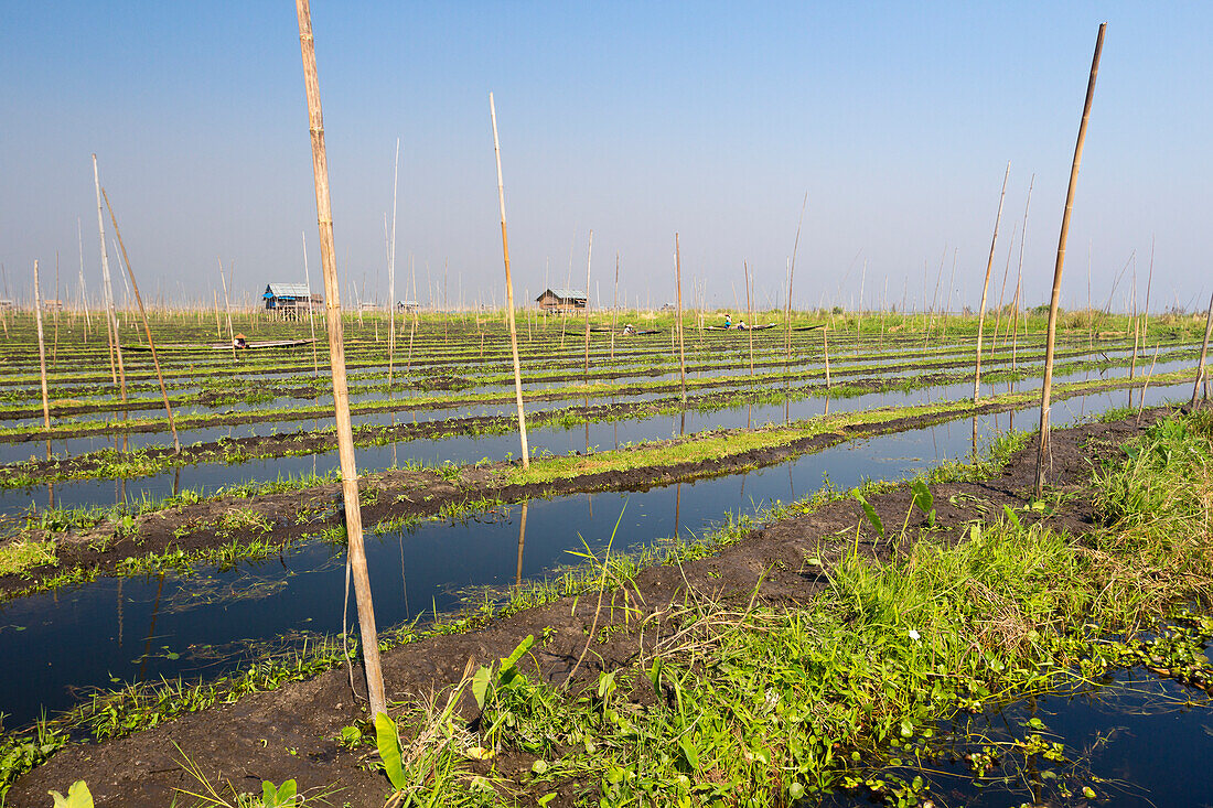 Floating gardens, Lake Inle, Shan State, Myanmar (Burma), Asia