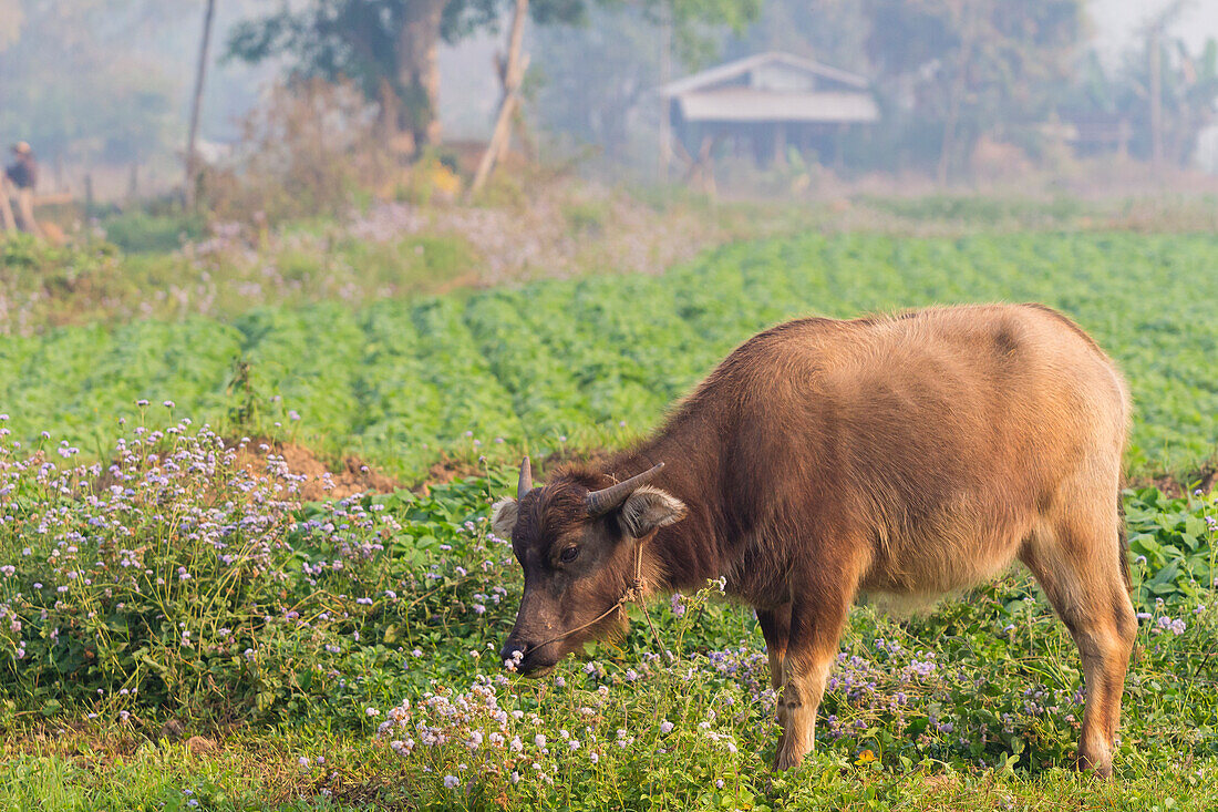Weidende Rinder an einem nebligen Morgen, Hsipaw, Shan-Staat, Myanmar (Birma), Asien